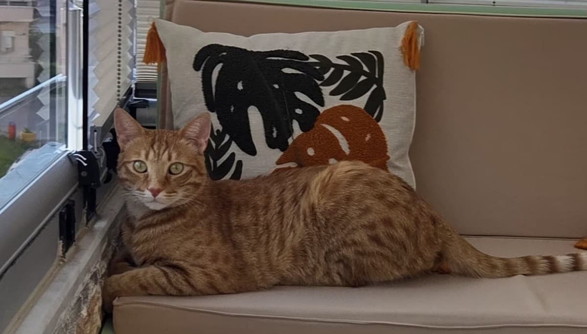 Üzüm Tekir Kedi, Kocaeli