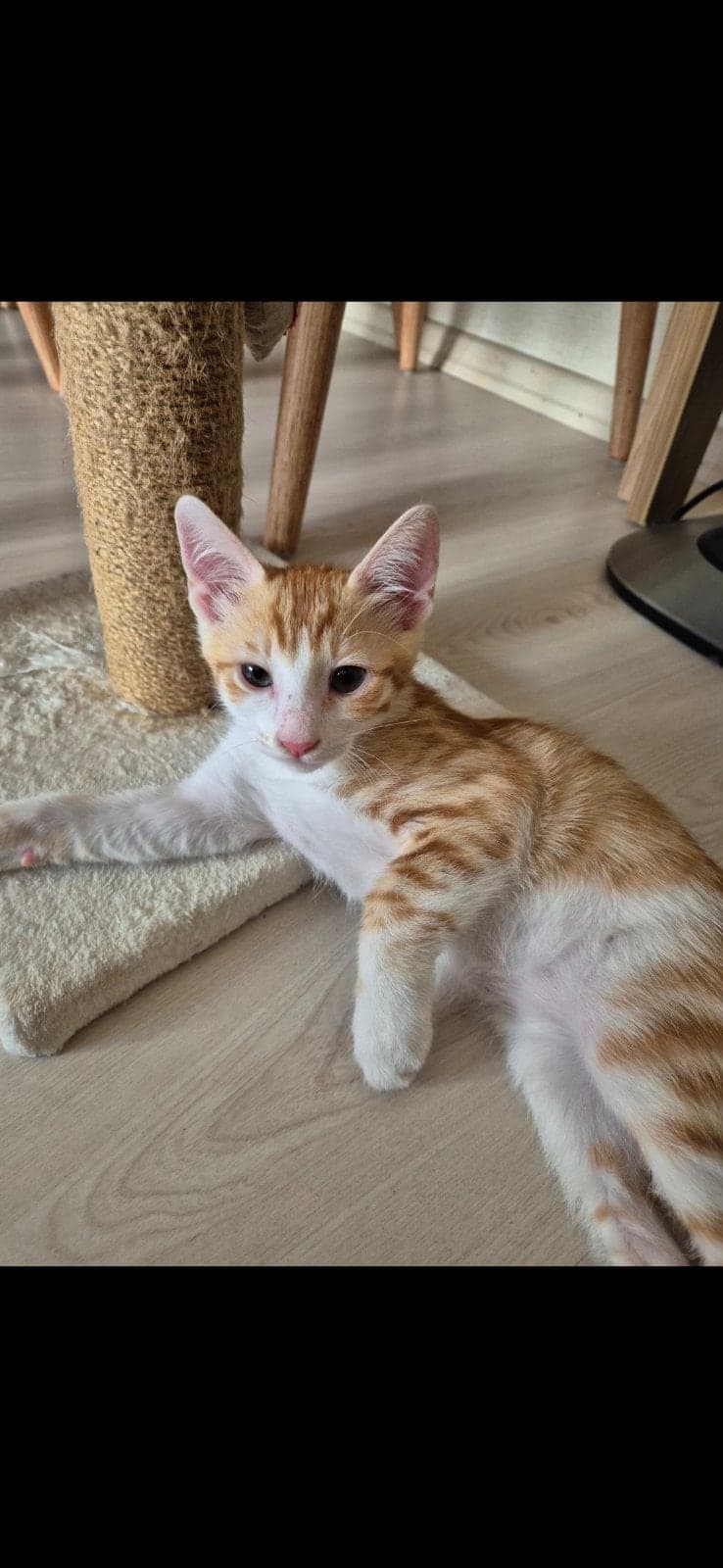 Lili Sokak Kedisi Kedi, Adana
