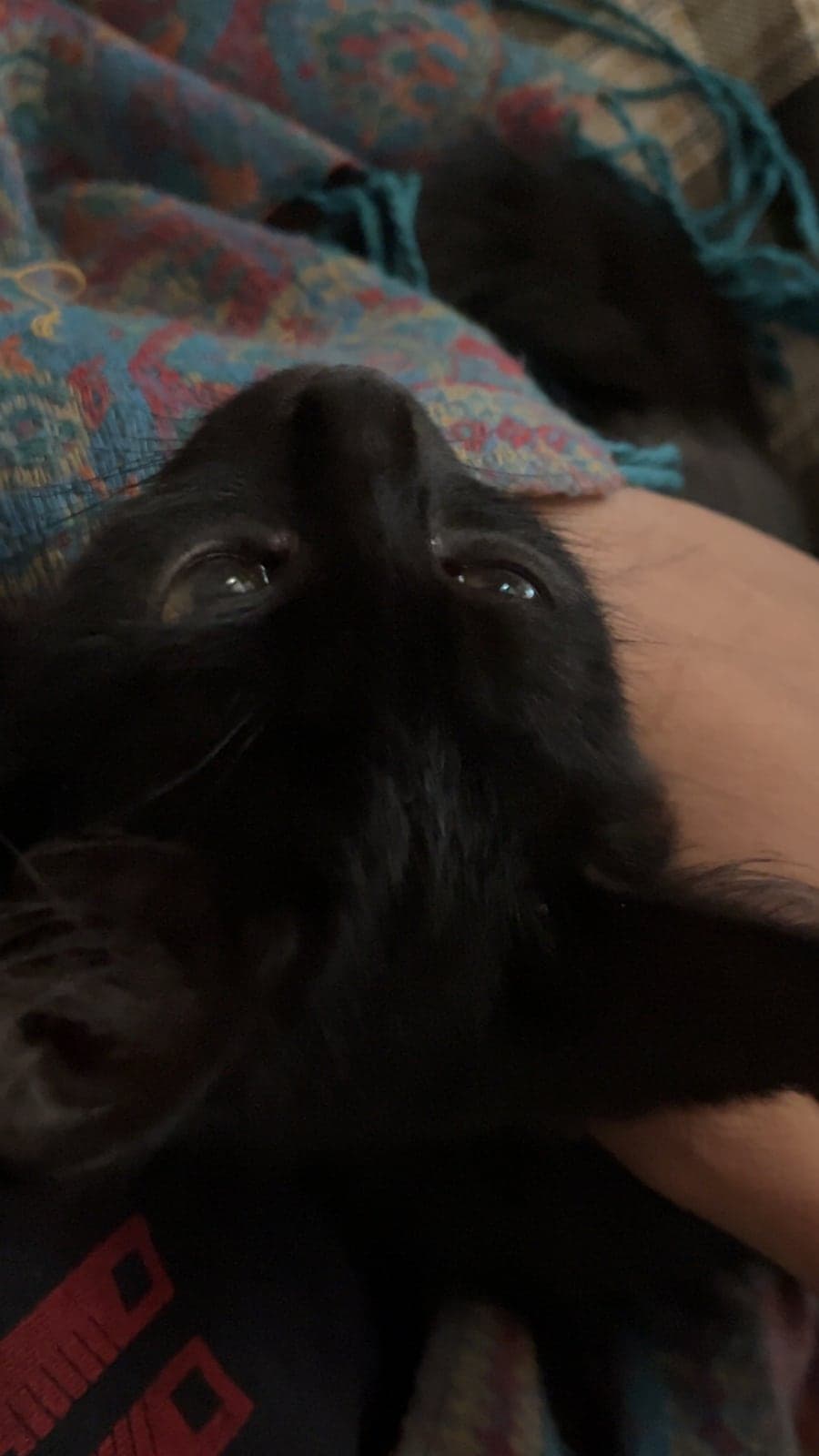 soso & Mimi Sokak Kedisi Kedi, İstanbul