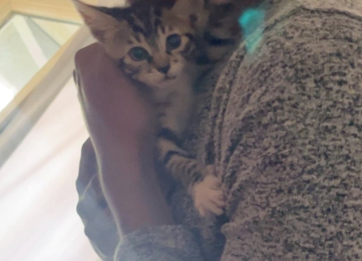 soso & Mimi Sokak Kedisi Kedi, İstanbul