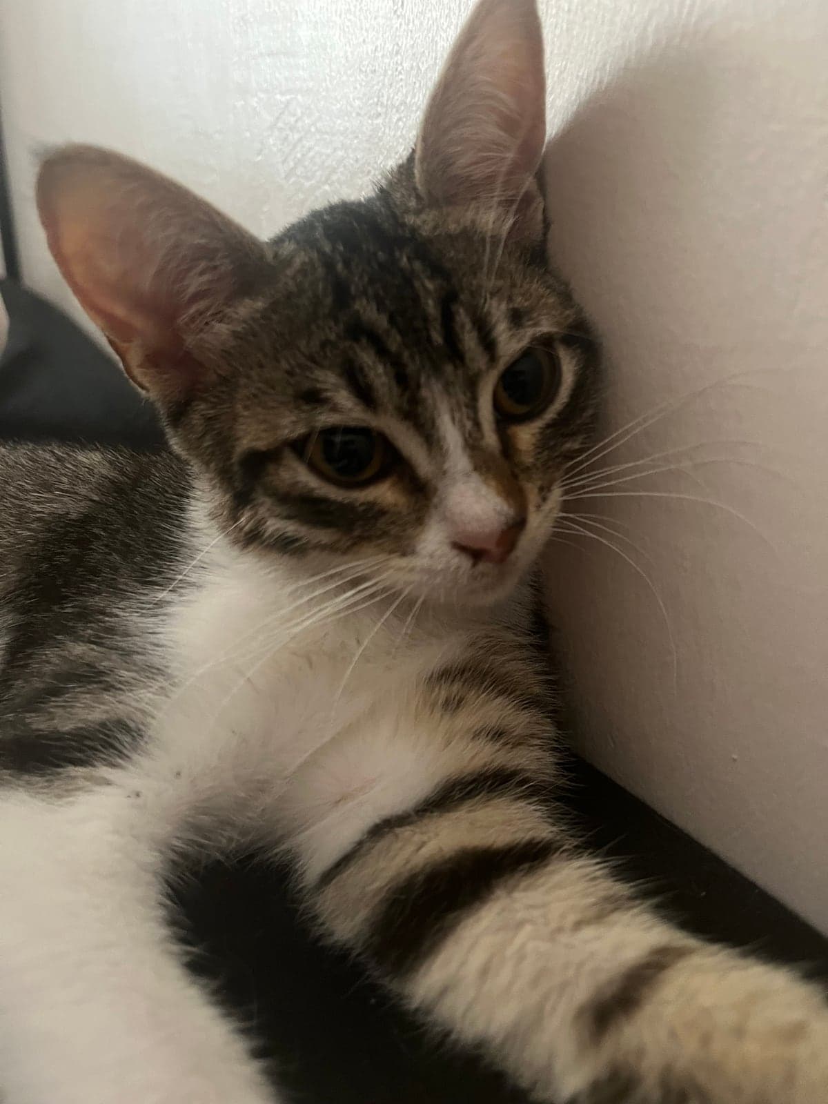 Fiona Sokak Kedisi Kedi, İstanbul