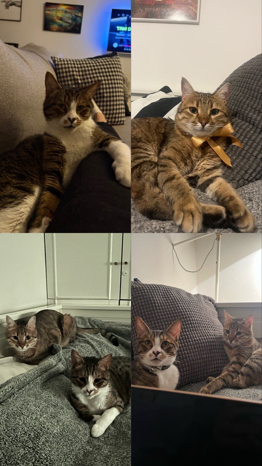 Mars Ve Venüs Tekir Kedi, Ankara