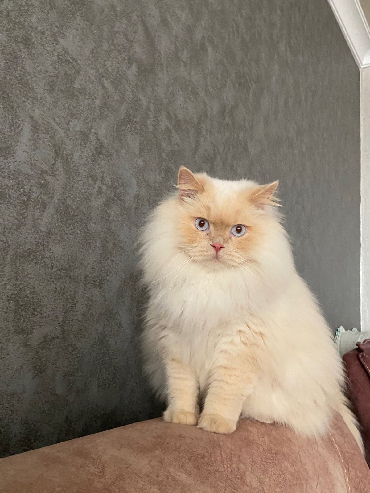 Felix British Longhair Kedi, İzmir