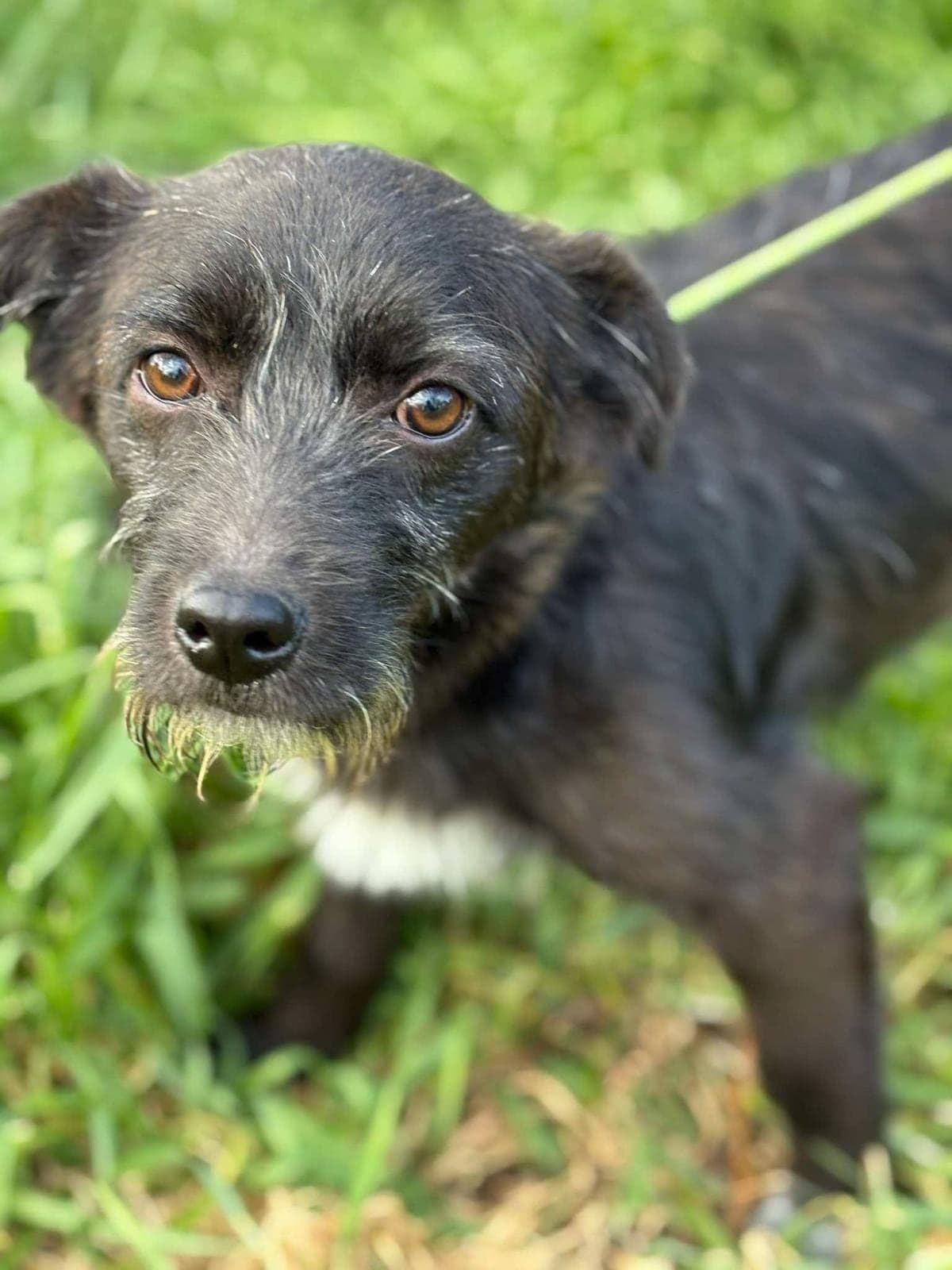CHARLİE Terrier Köpek, Bursa