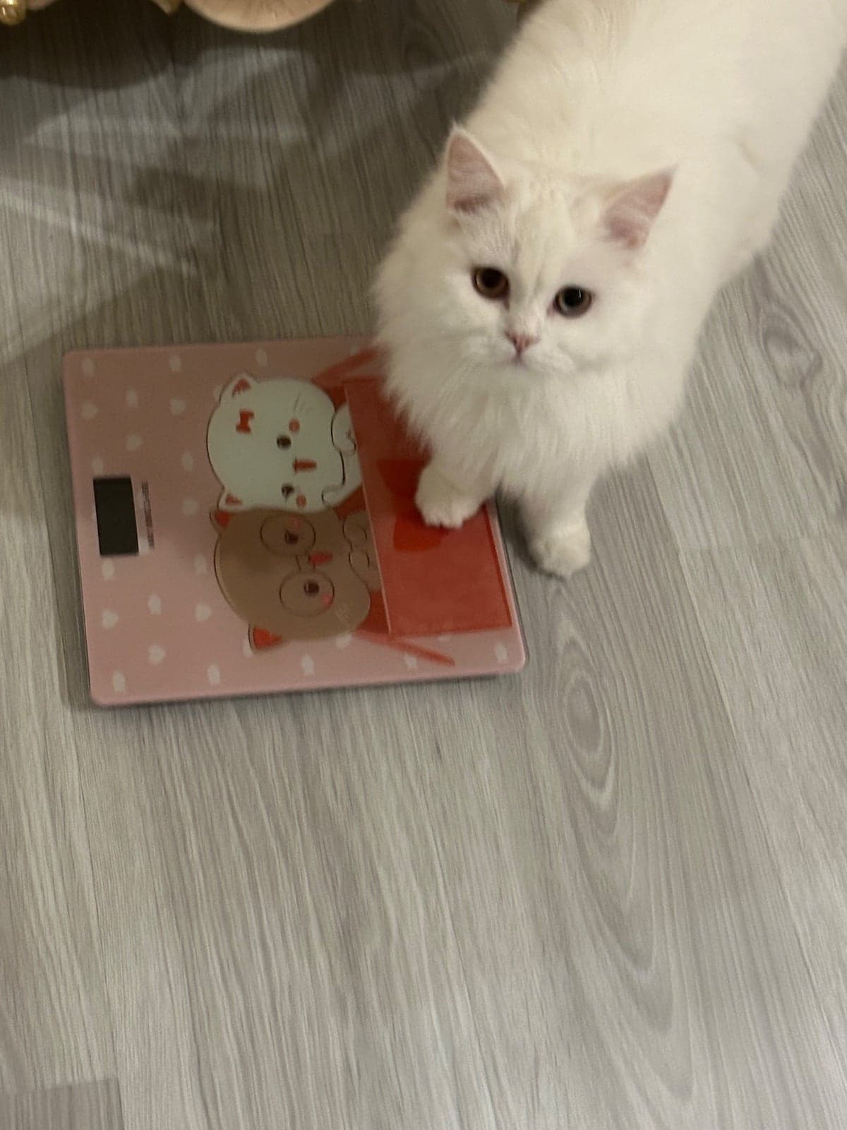 Luna British Longhair Kedi, İstanbul