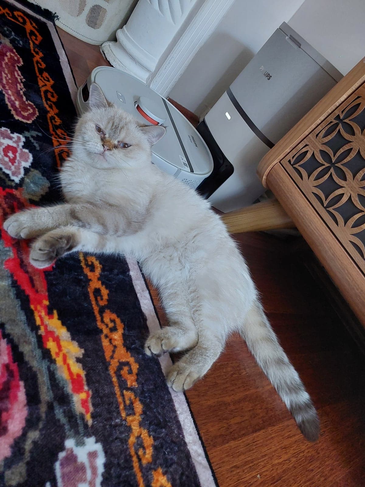 Bella British Shorthair Kedi, Bursa