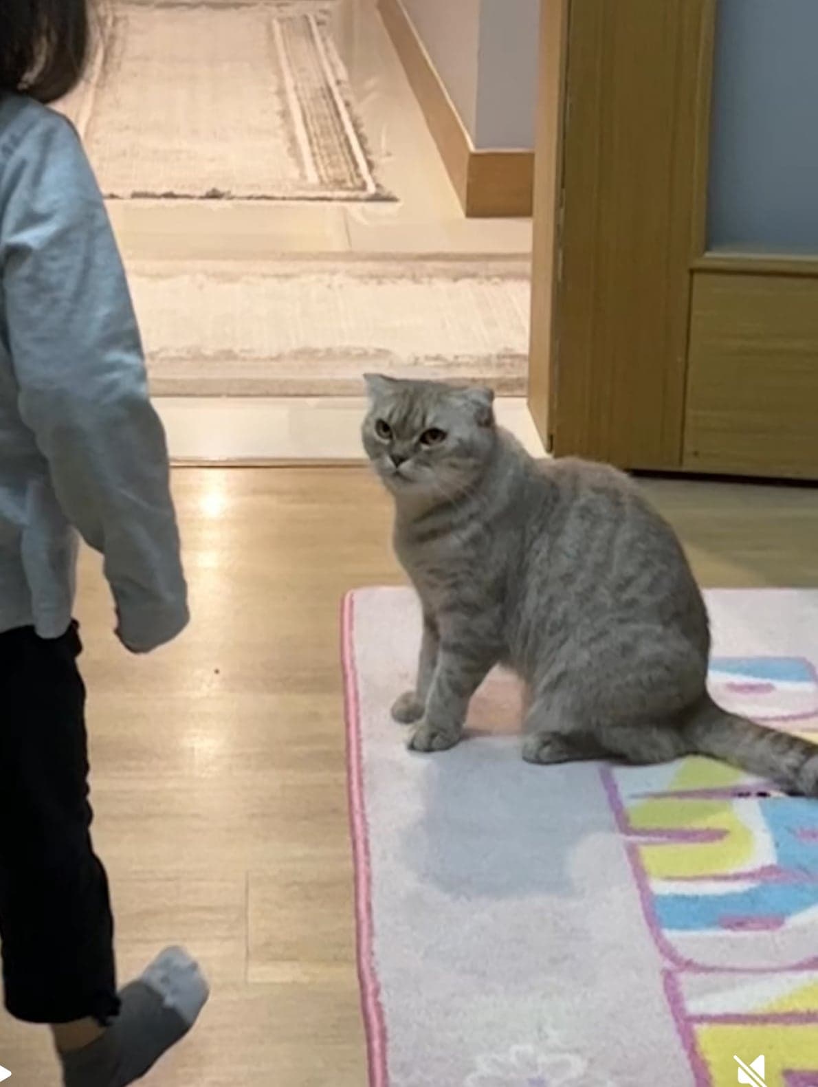 Bulgur Scottish Fold Kedi, İstanbul