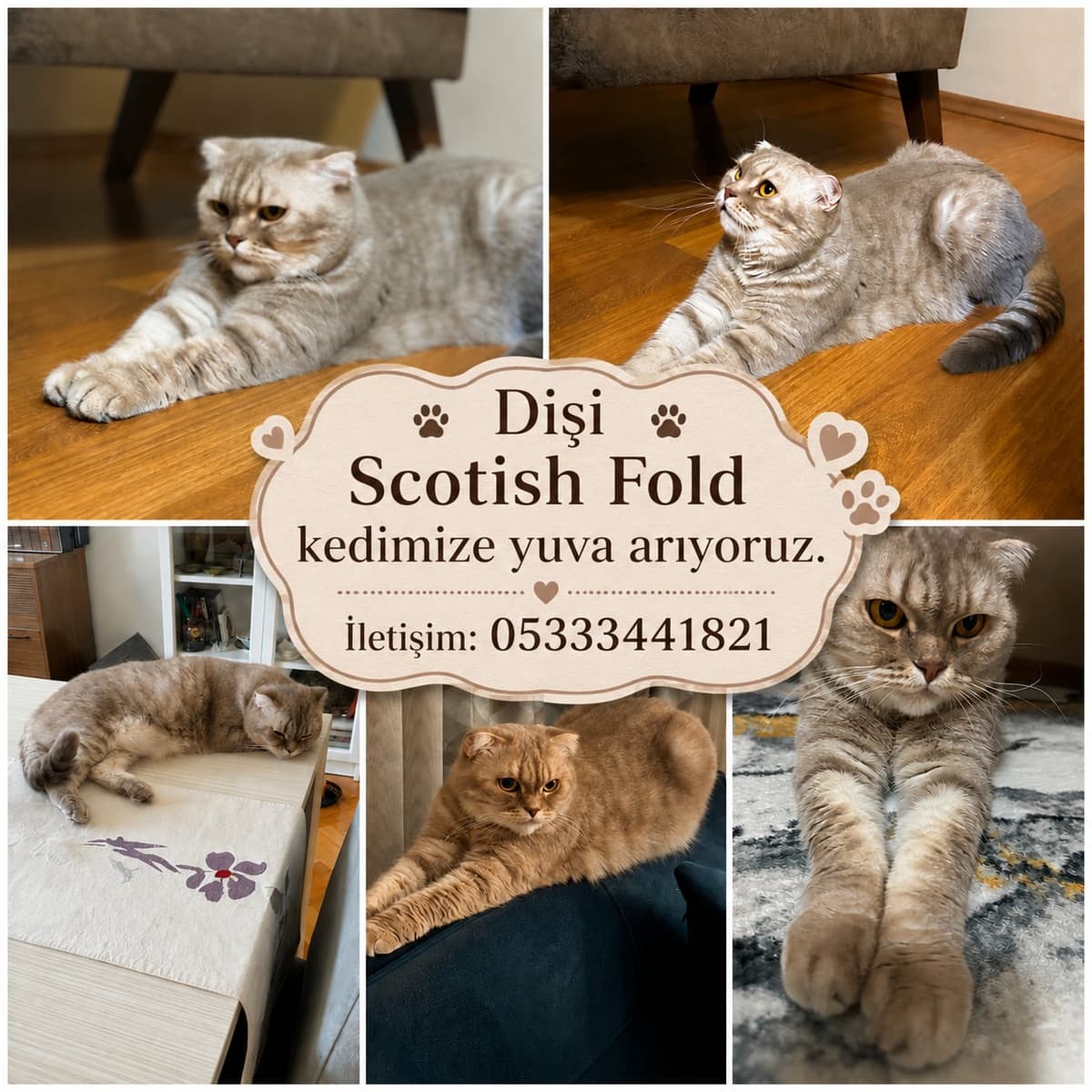 Bulgur Scottish Fold Kedi, İstanbul