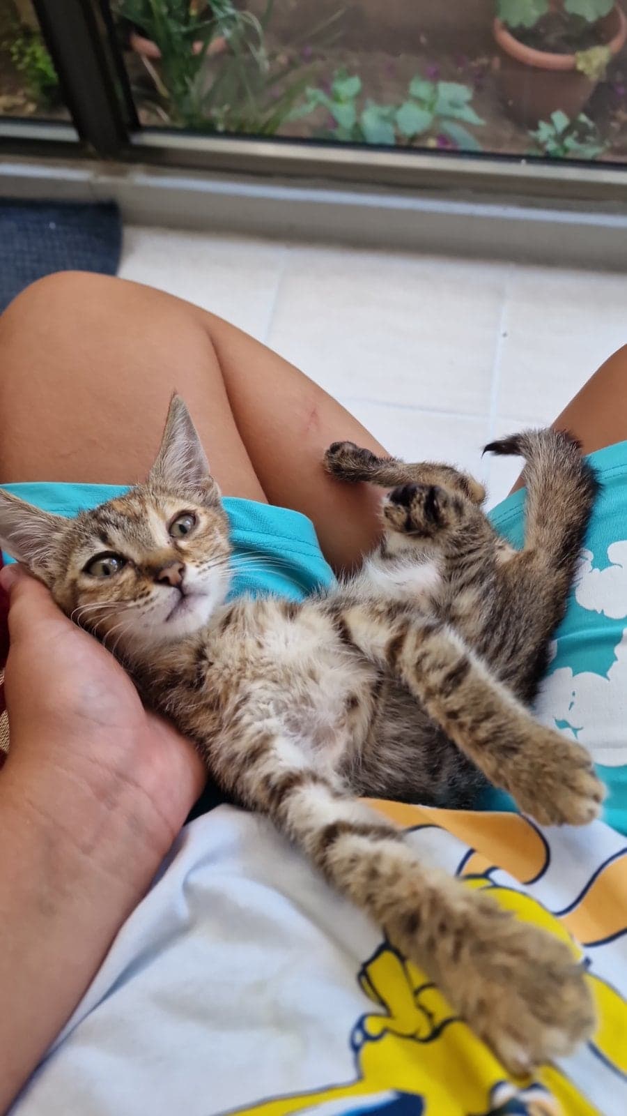 Luna Tekir Kedi, İzmir