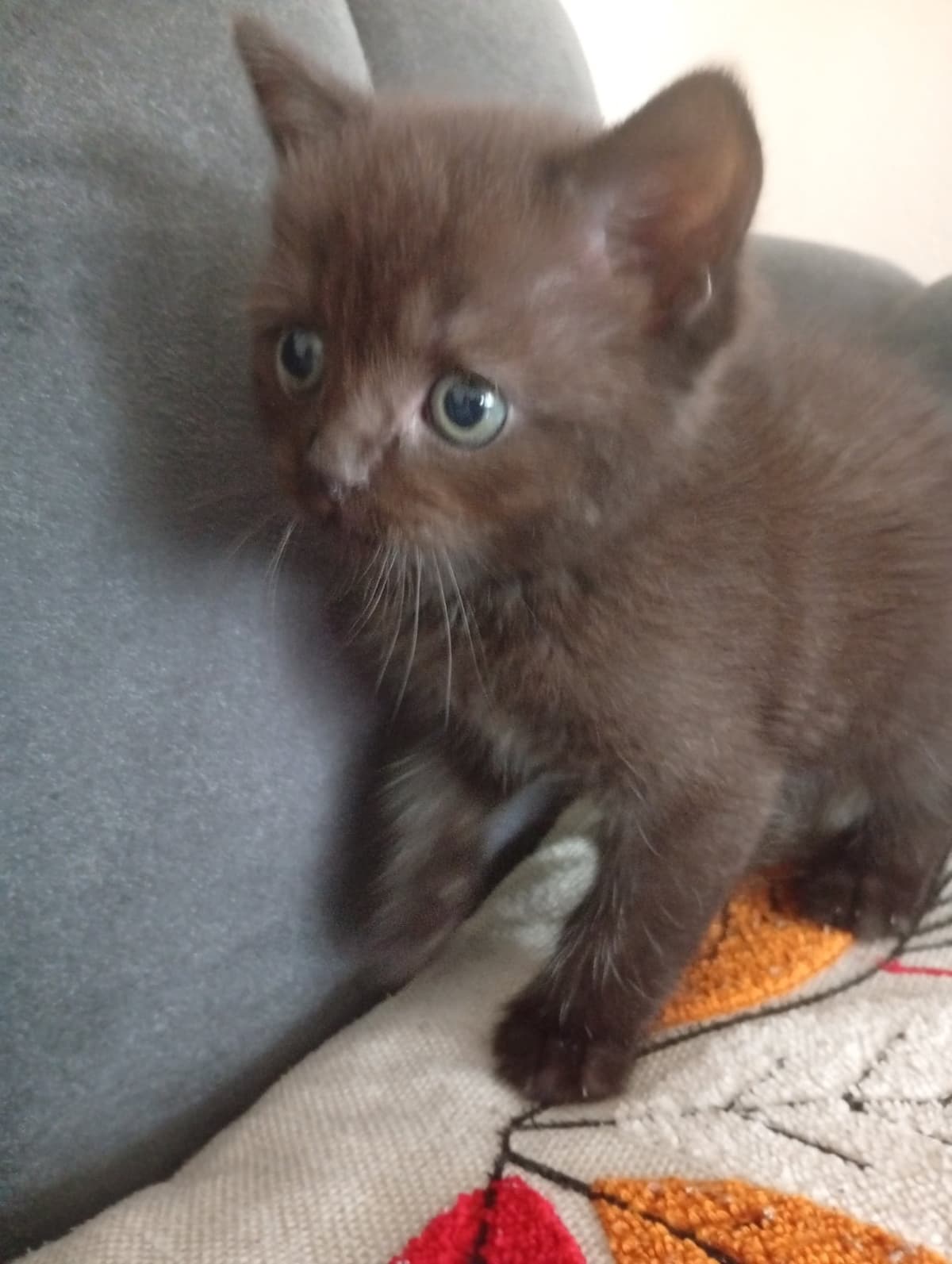 Bitter British Longhair Kedi, Adana