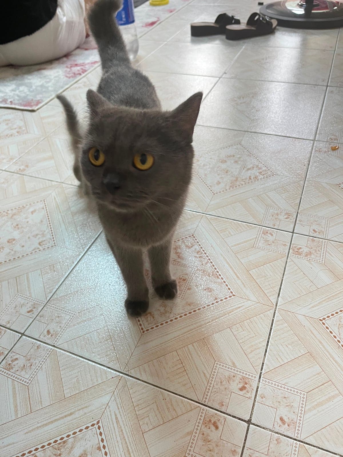 Maya British Shorthair Kedi, Adana