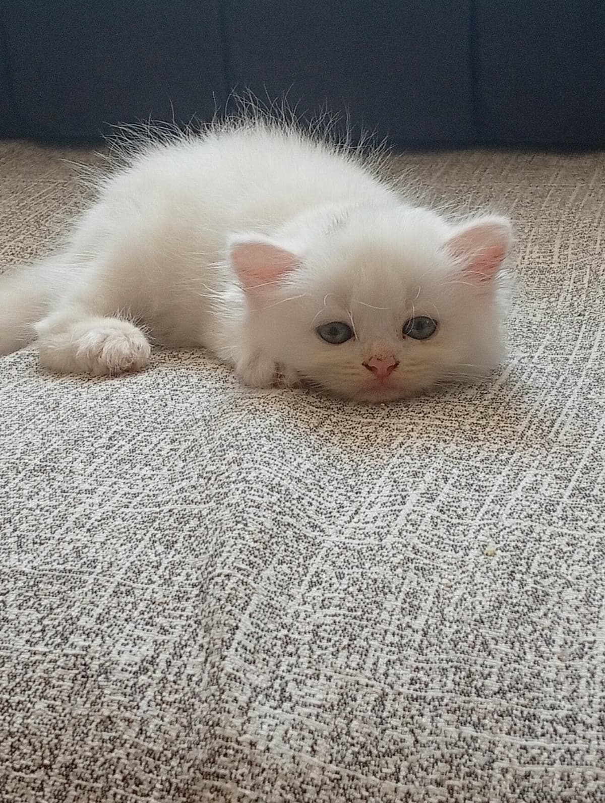 Hera British Longhair Kedi, Adana