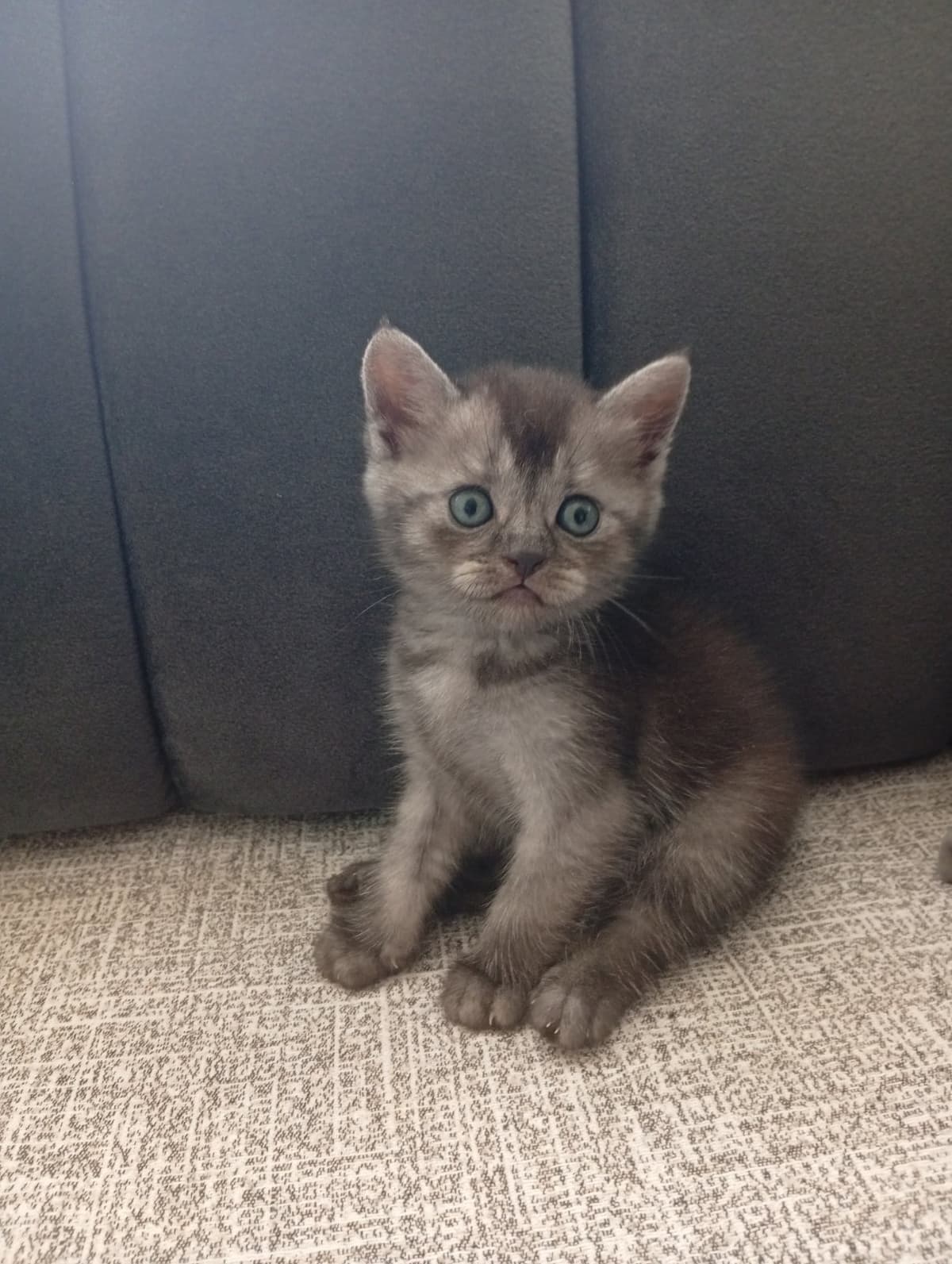 Rüya British Shorthair Kedi, Adana