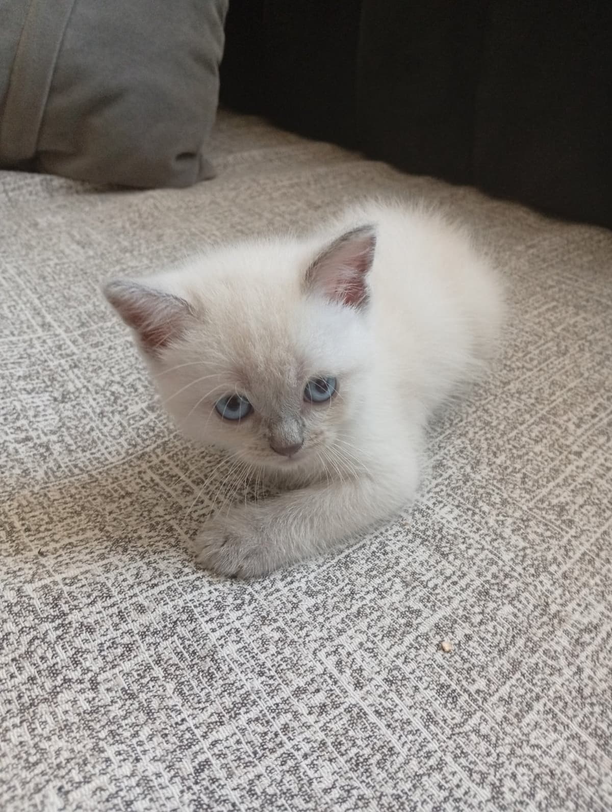 Duman British Shorthair Kedi, Adana