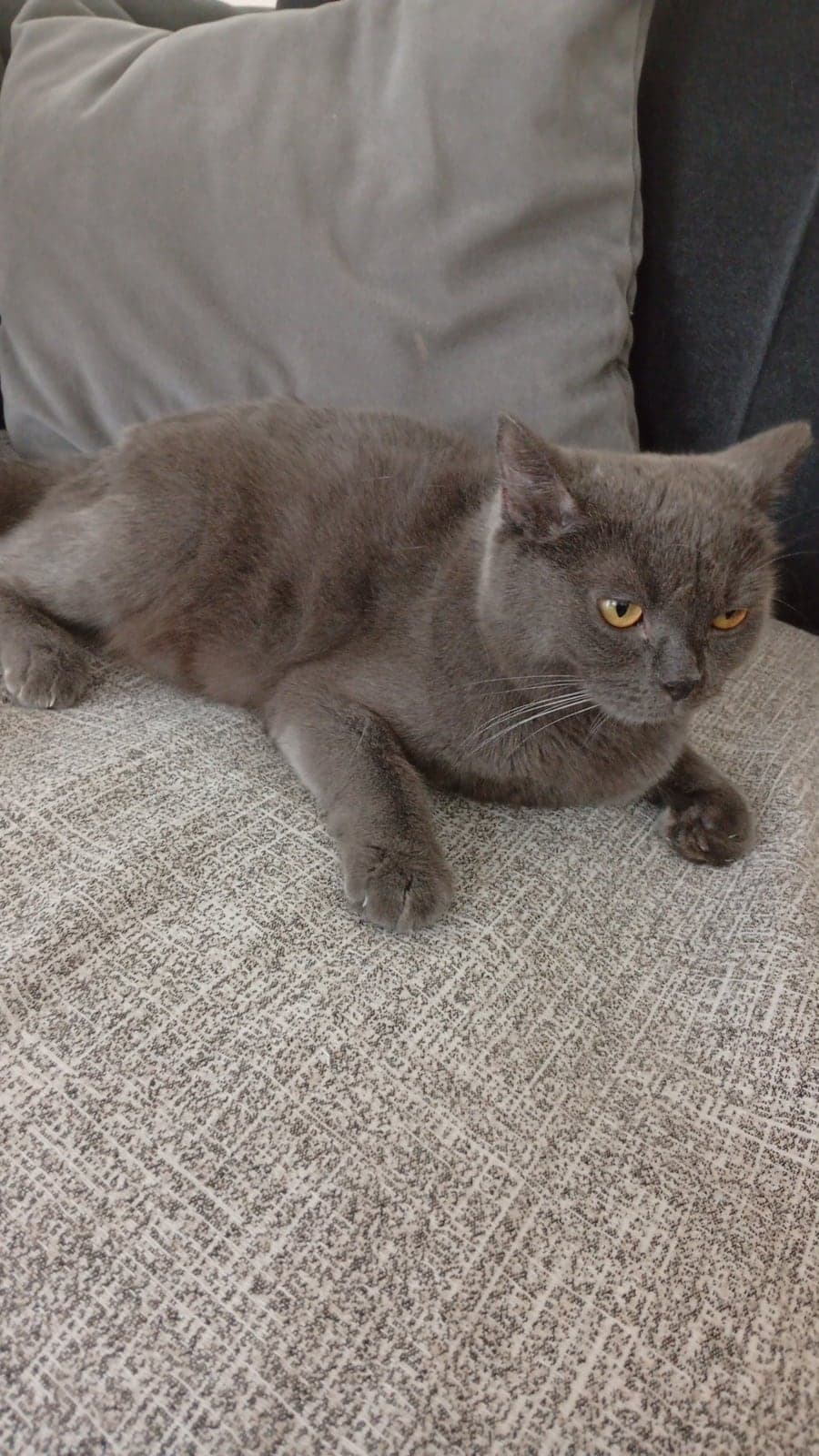 Maya British Shorthair Kedi, Adana
