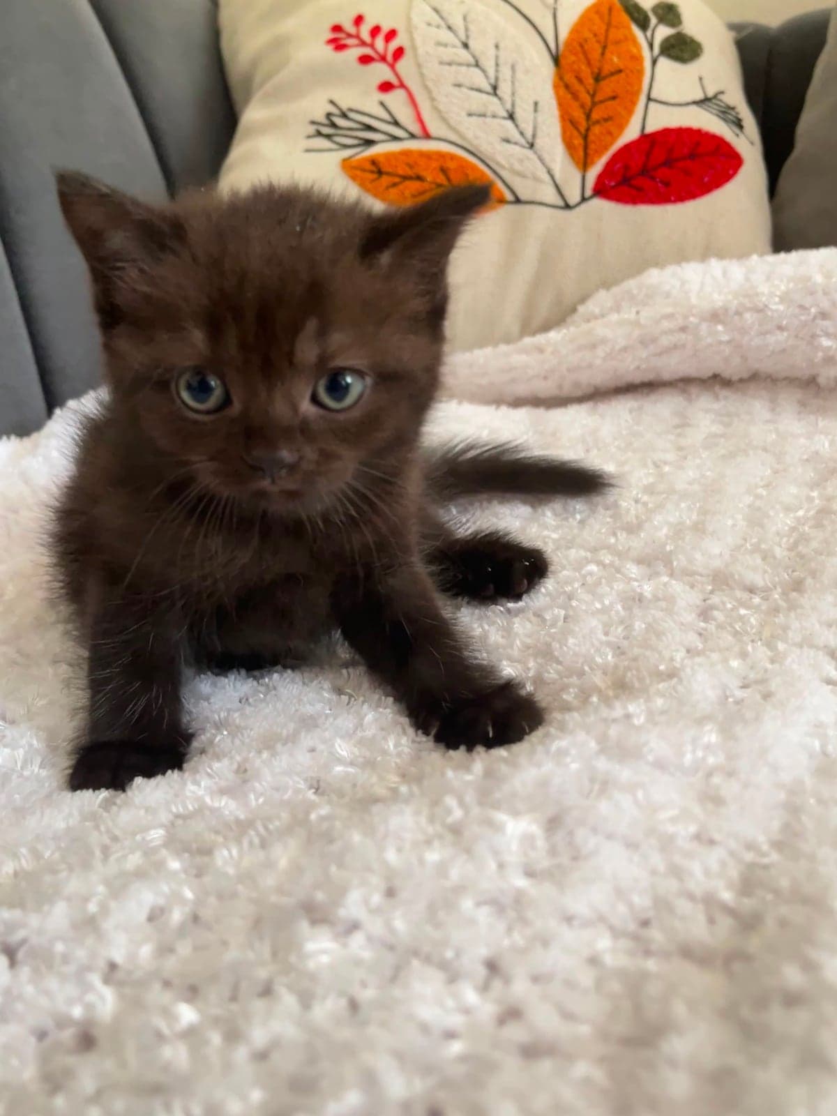 Bitter British Shorthair Kedi, Adana