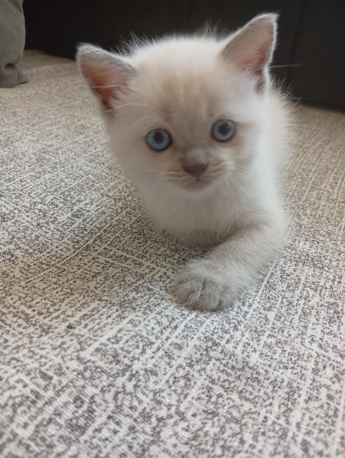 Duman British Shorthair Kedi, Adana