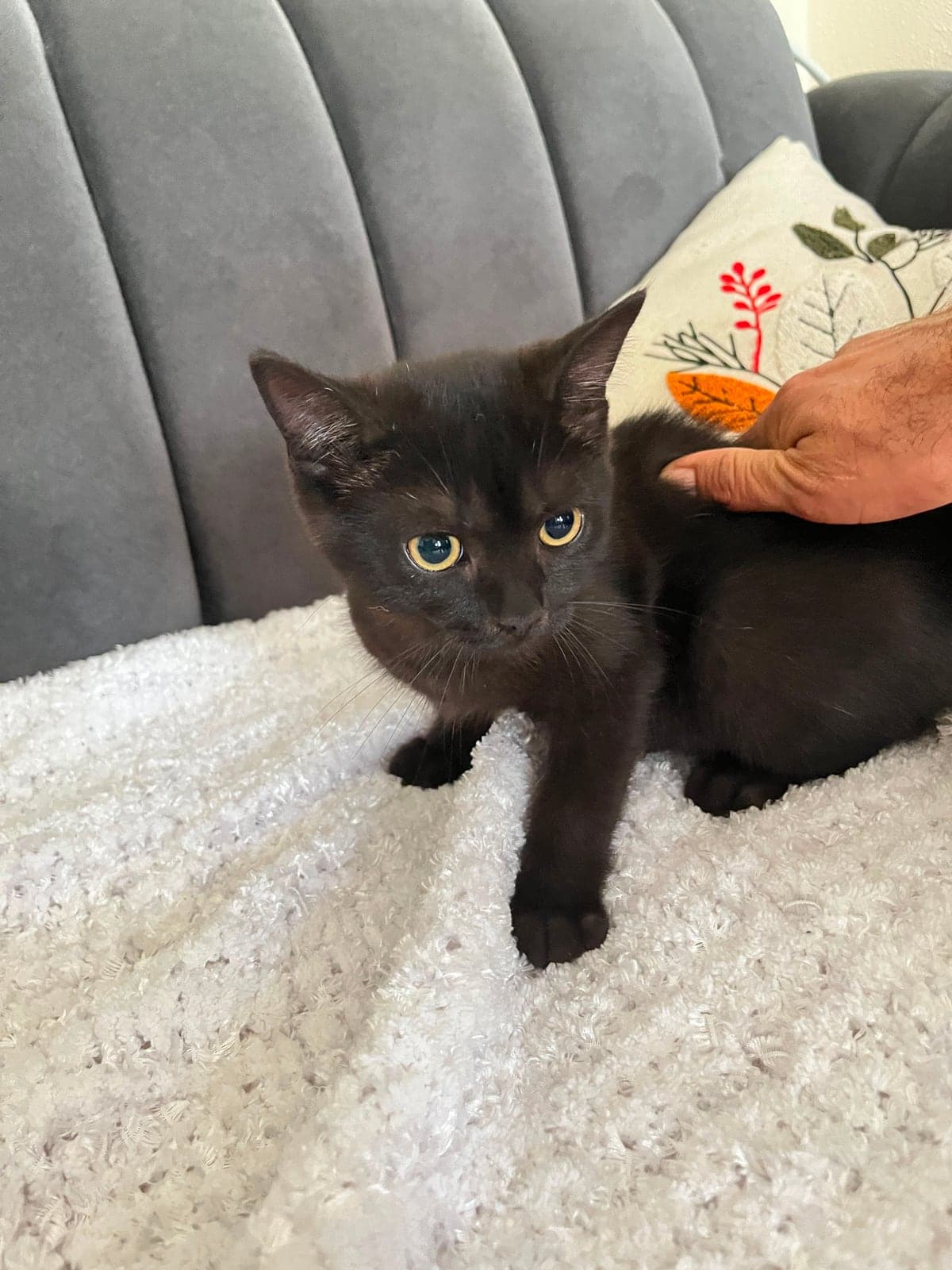 Gece British Shorthair Kedi, Adana
