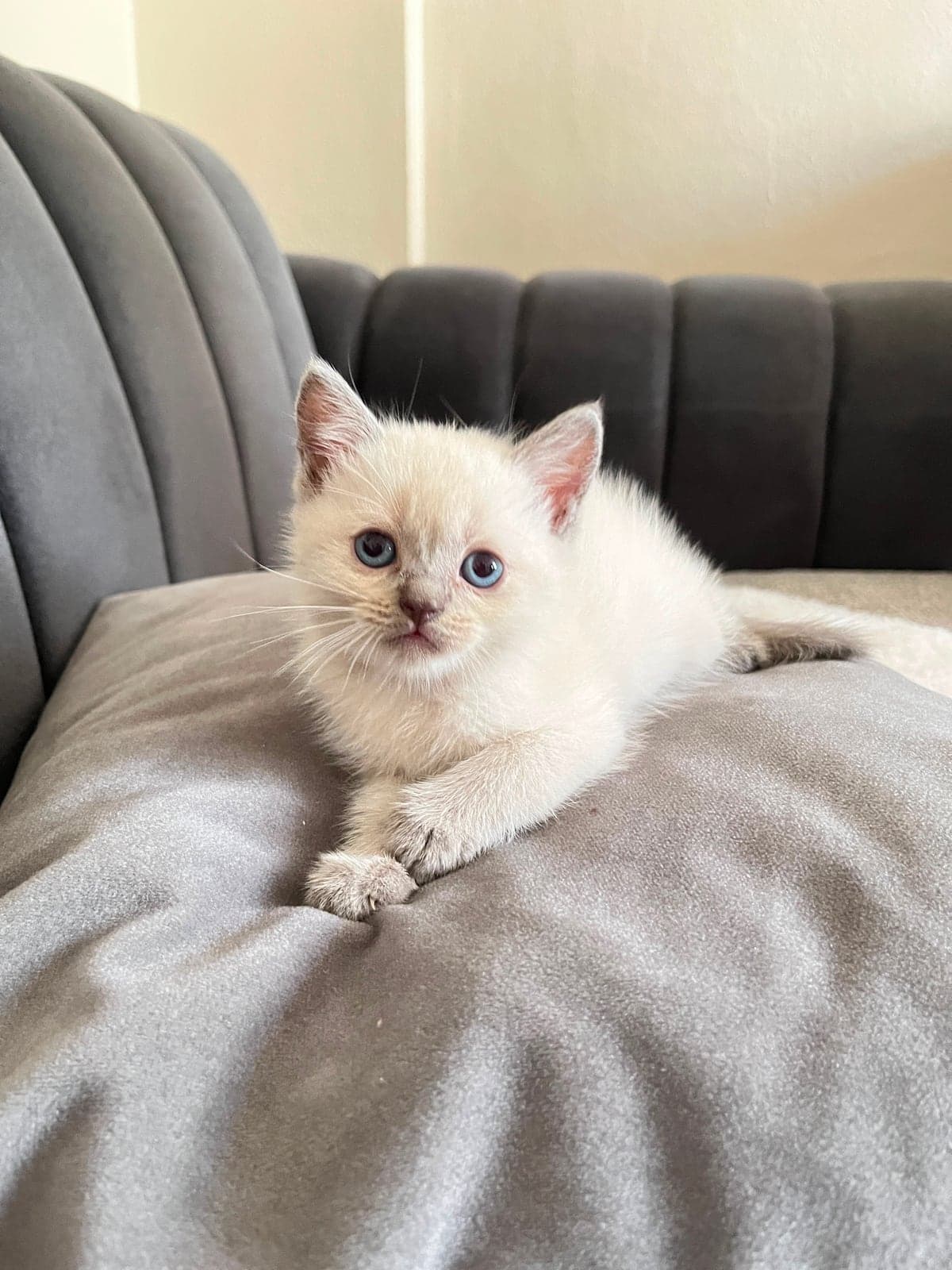 Duman British Shorthair Kedi, Adana