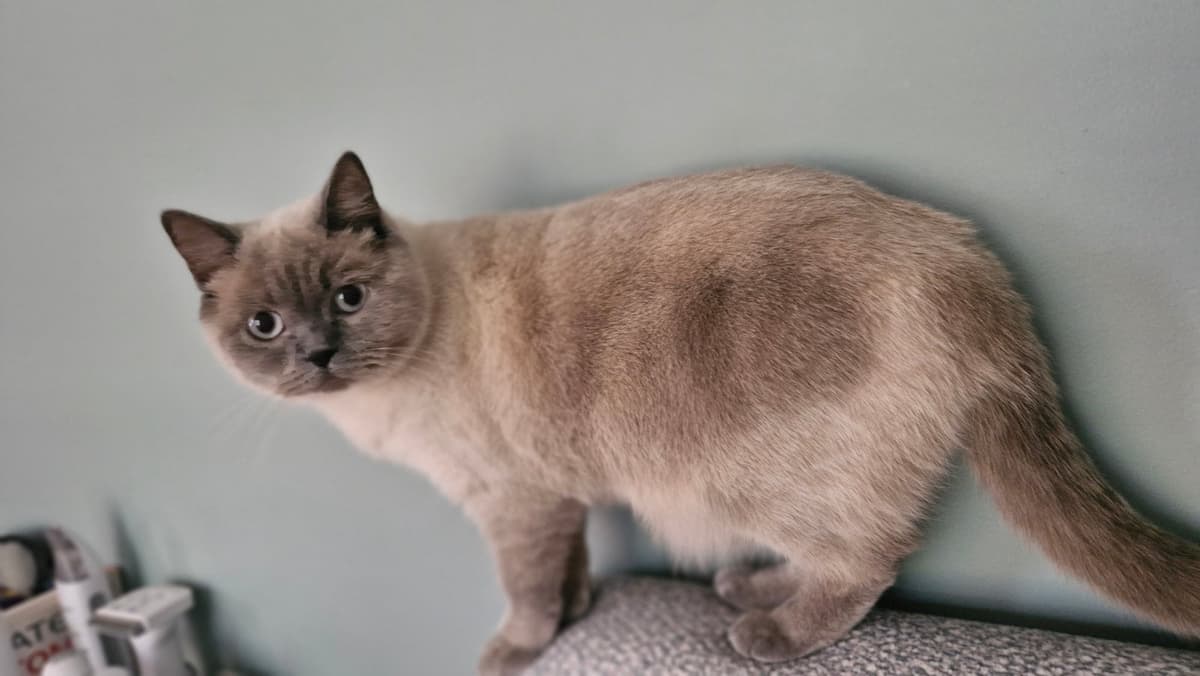 Buki British Shorthair Kedi, İstanbul
