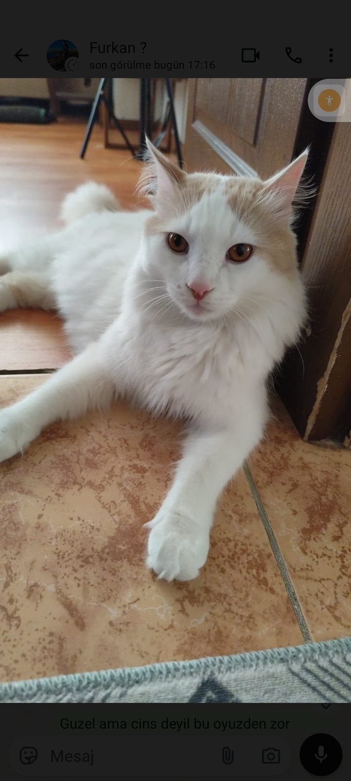 Pasa Melez Kedi, İstanbul