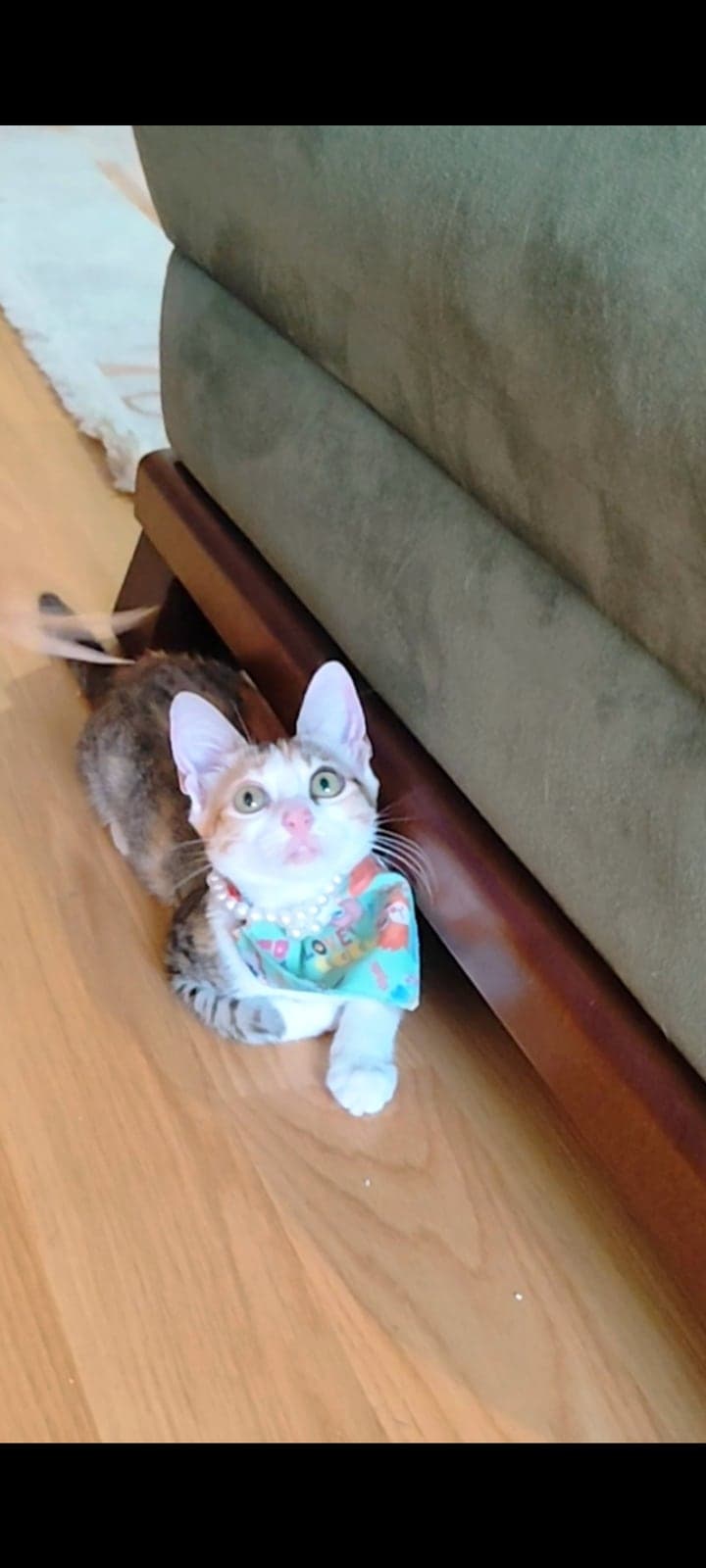 Karamel Melez Kedi, Adana