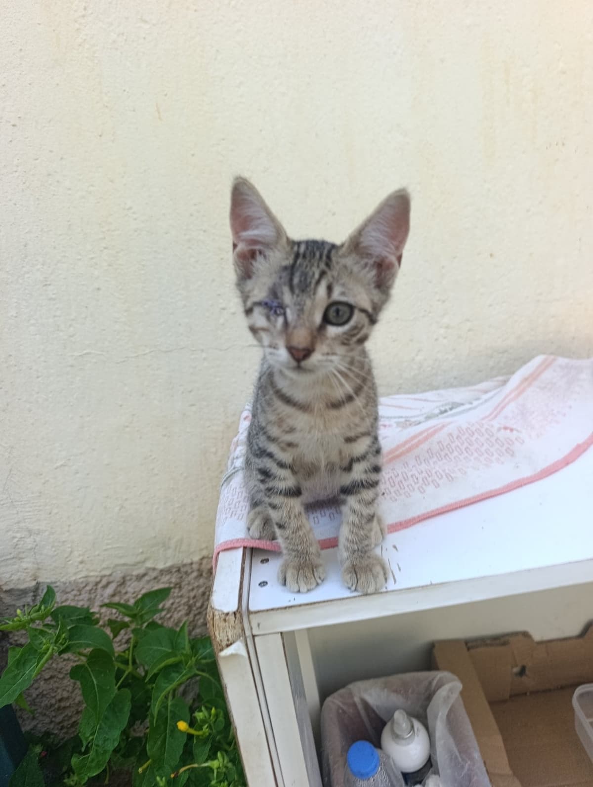 Leo Sokak Kedisi Kedi, Antalya