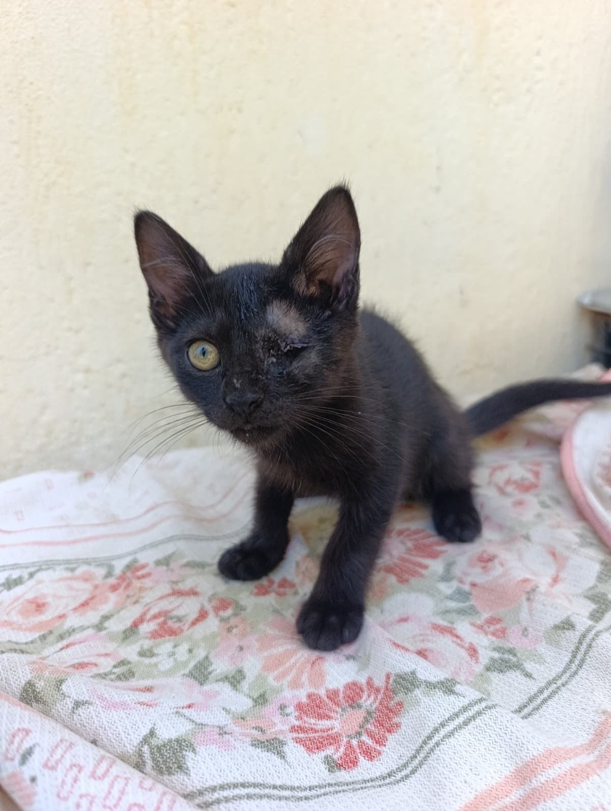 Mary Sokak Kedisi Kedi, Antalya