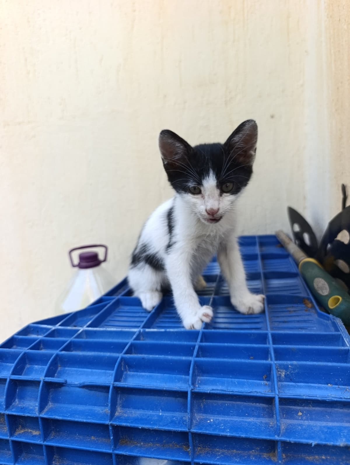 Möcük Sokak Kedisi Kedi, Antalya