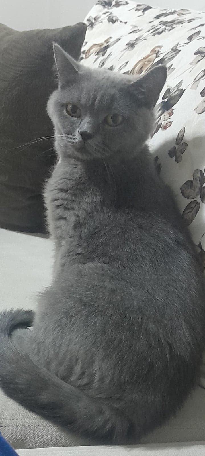 Pamuk British Shorthair Kedi, İzmir