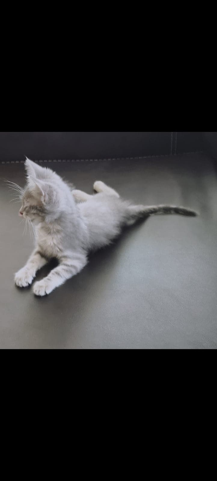 Fındık Tekir Kedi, Ankara