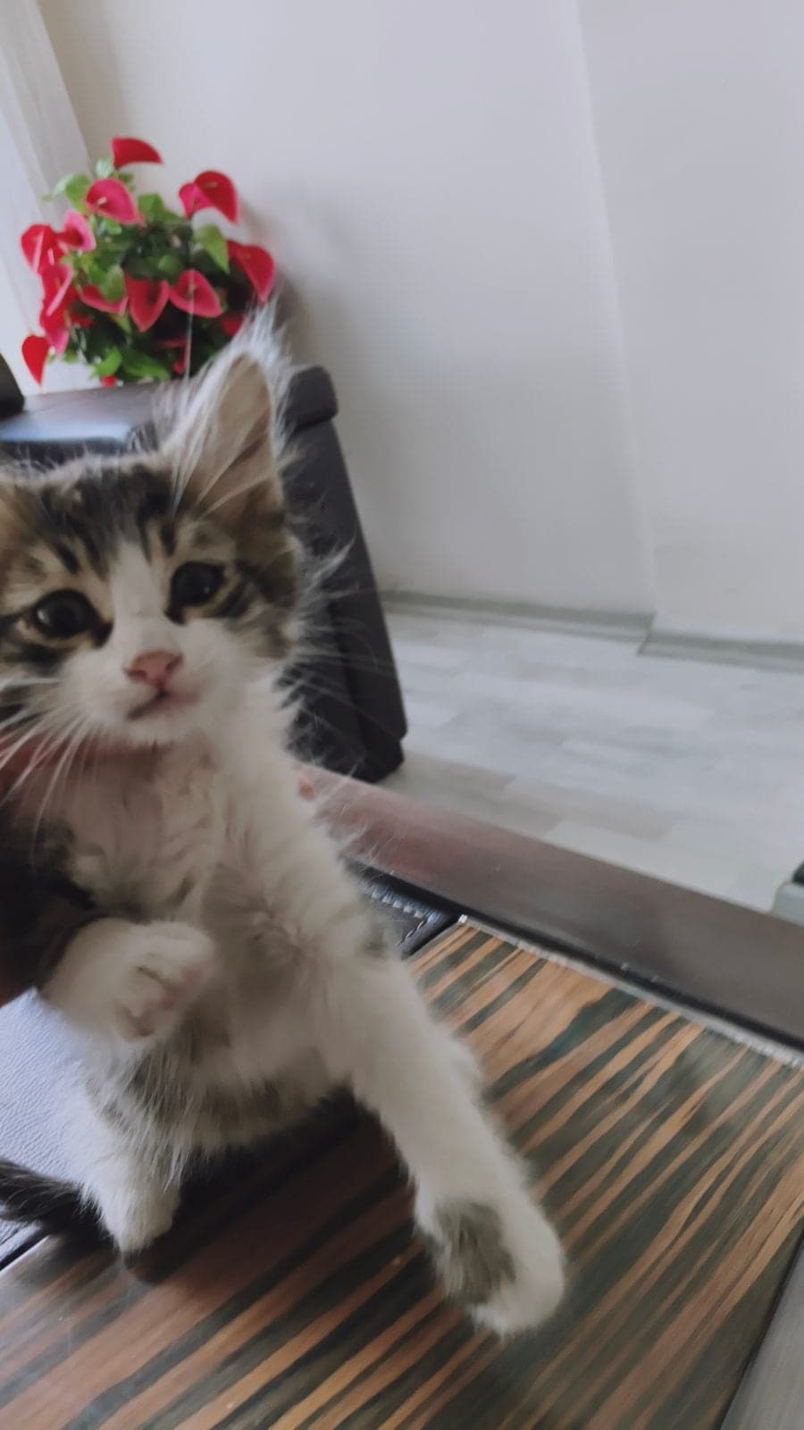 Fındık Tekir Kedi, Ankara