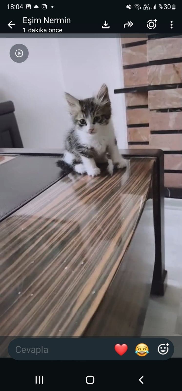 Fındık Sokak Kedisi Kedi, Ankara