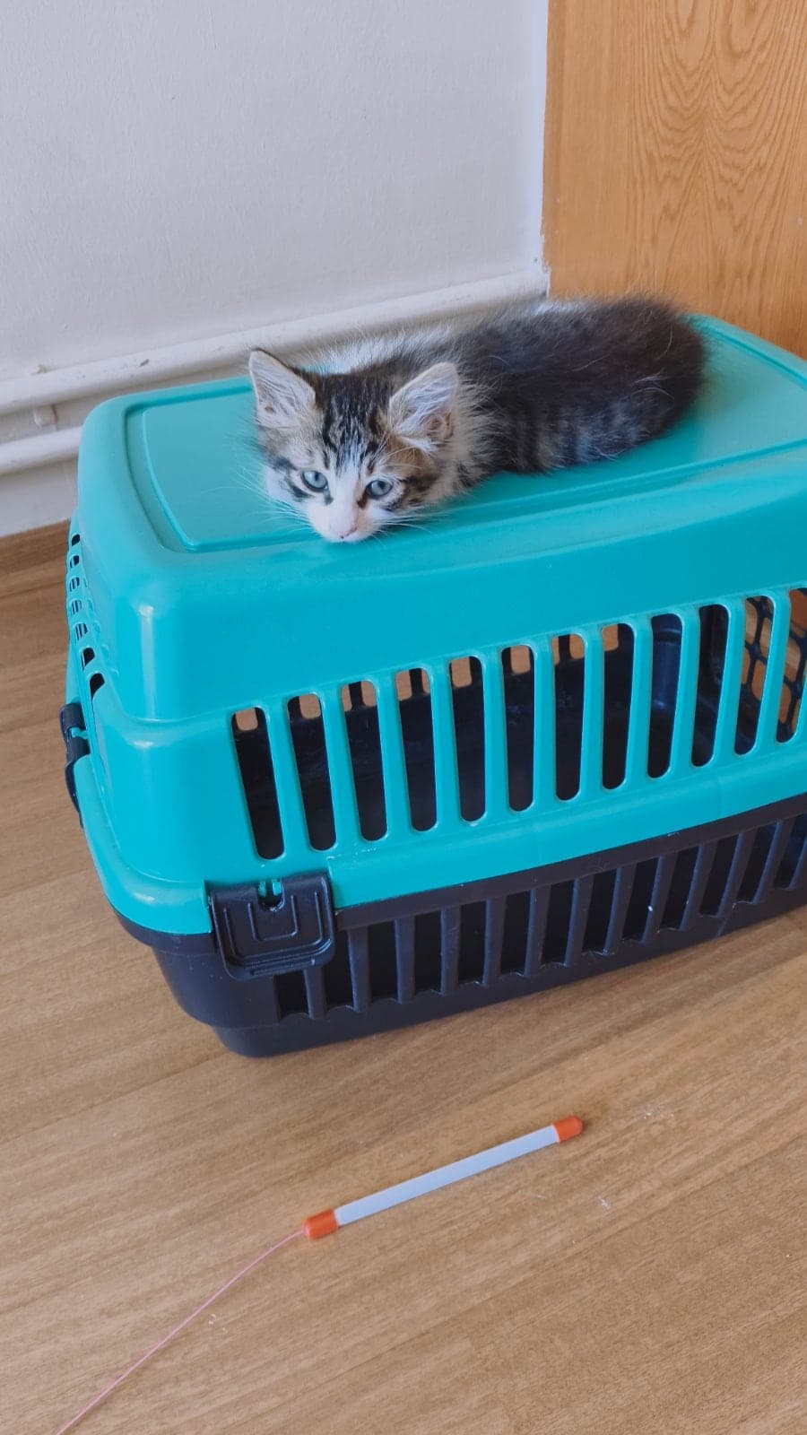 Fındık Sokak Kedisi Kedi, Ankara