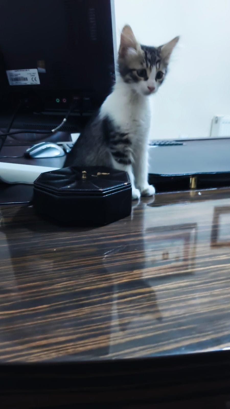 Fındık Sokak Kedisi Kedi, Ankara