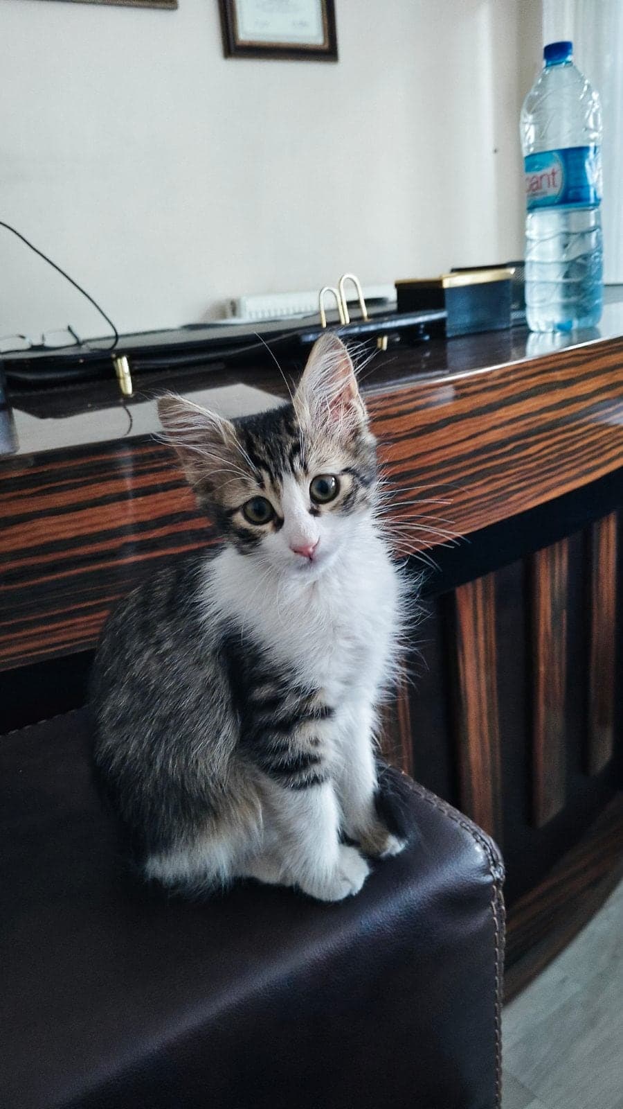 Fındık Sokak Kedisi Kedi, Ankara