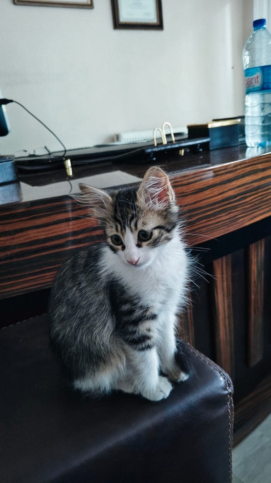 Fındık Sokak Kedisi Kedi, Ankara