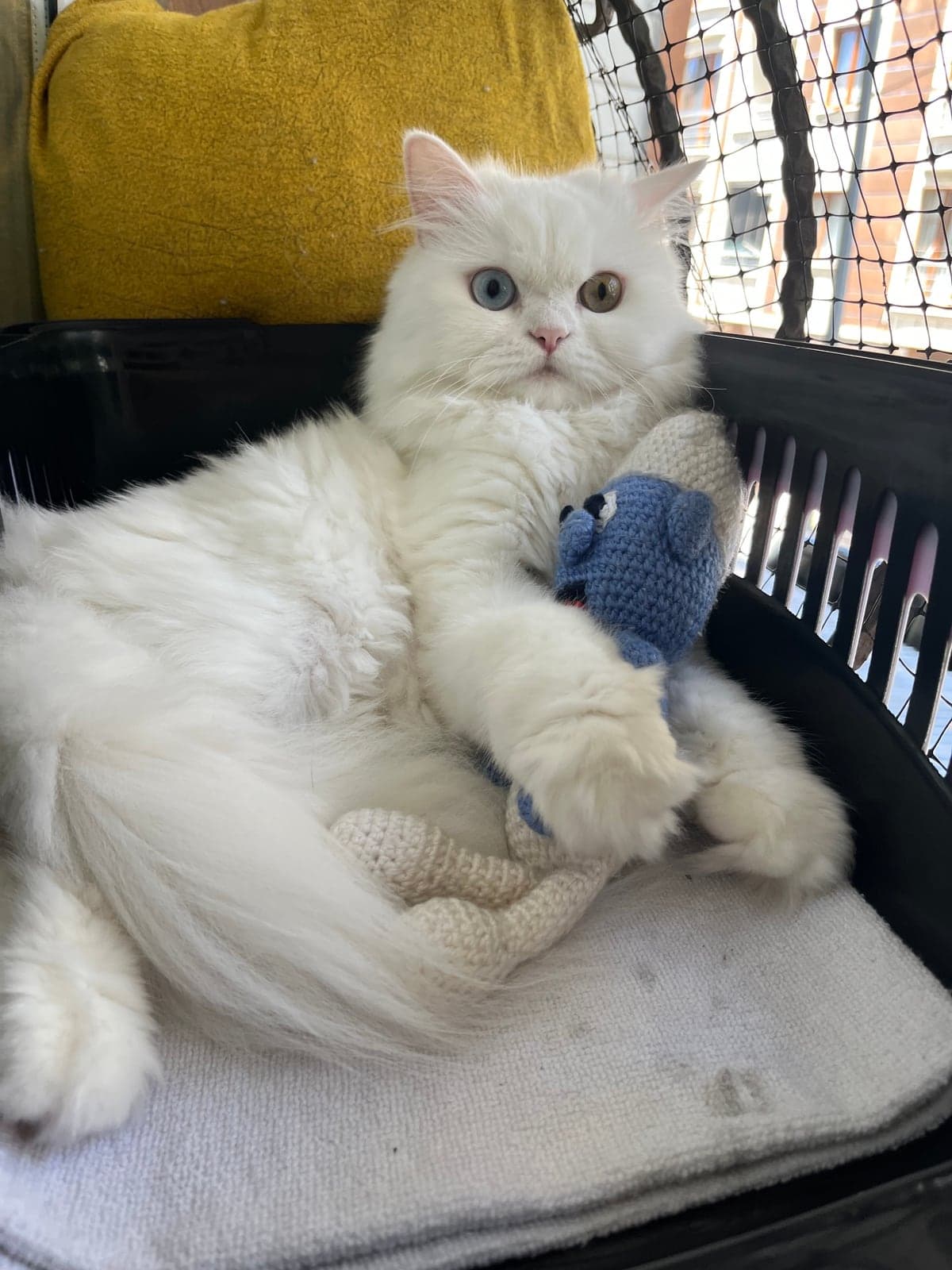 PAMUK British Longhair Kedi, İstanbul