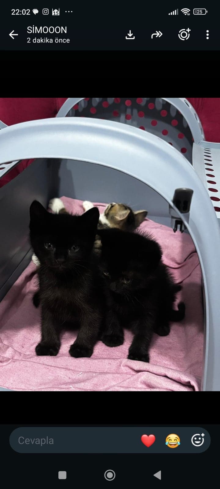 Kara. gece topak Sokak Kedisi Kedi, İstanbul