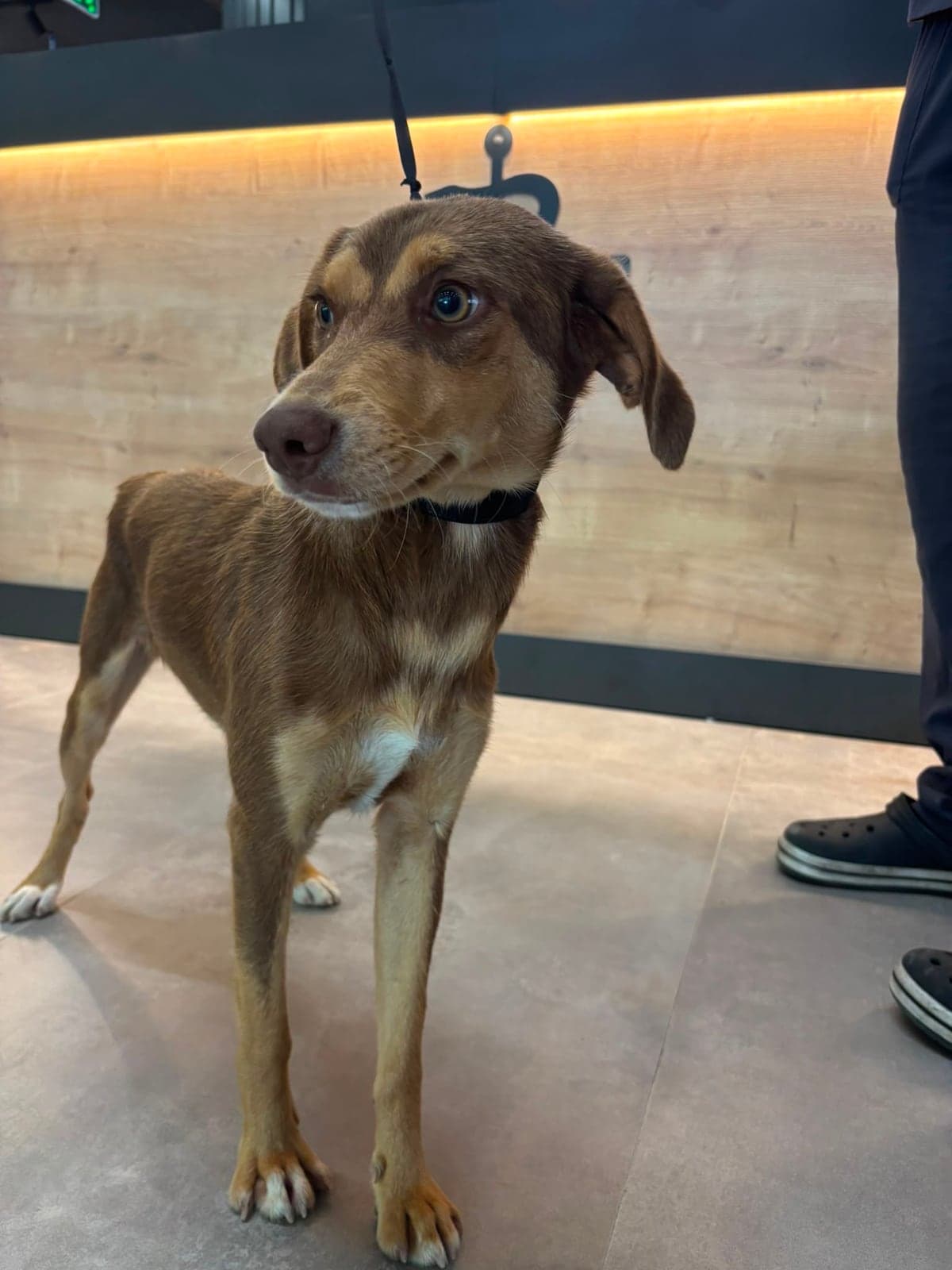 Şans Melez Köpek, Samsun