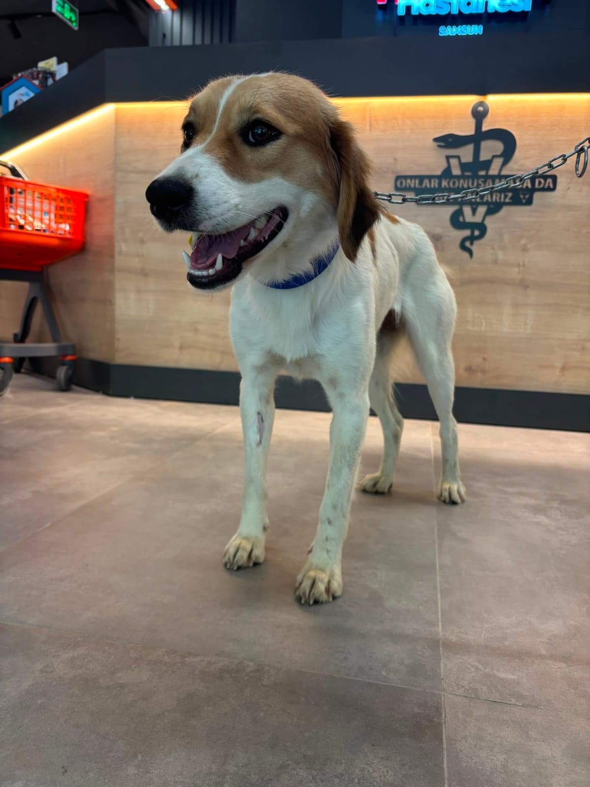 Şanslı Melez Köpek, Samsun
