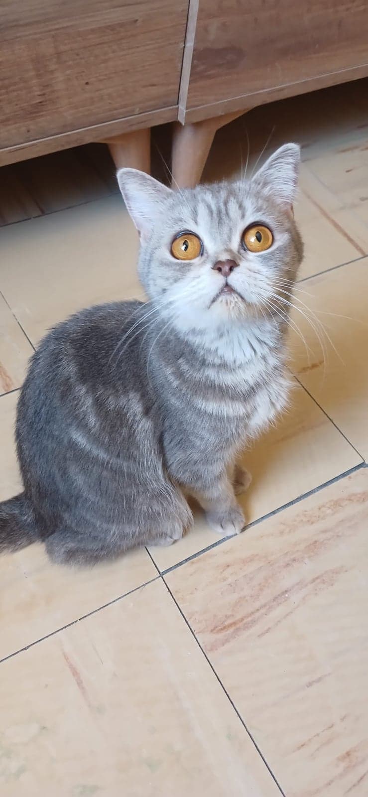Arya British Shorthair Kedi, Antalya