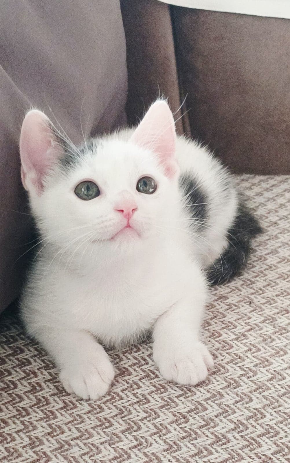 Lokum Melez Kedi, Antalya