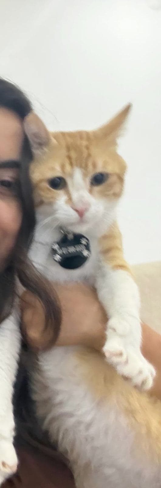 Aslan Melez Kedi, Antalya