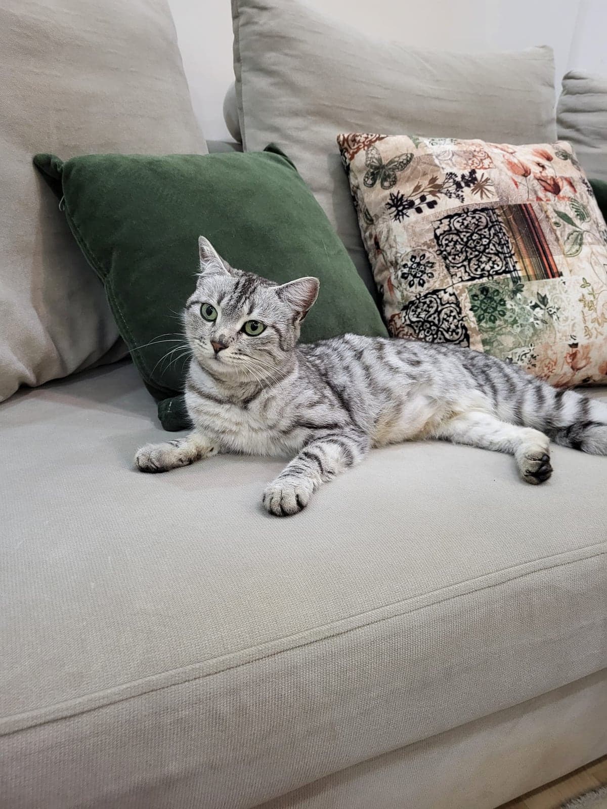 Maya British Shorthair Kedi, Antalya