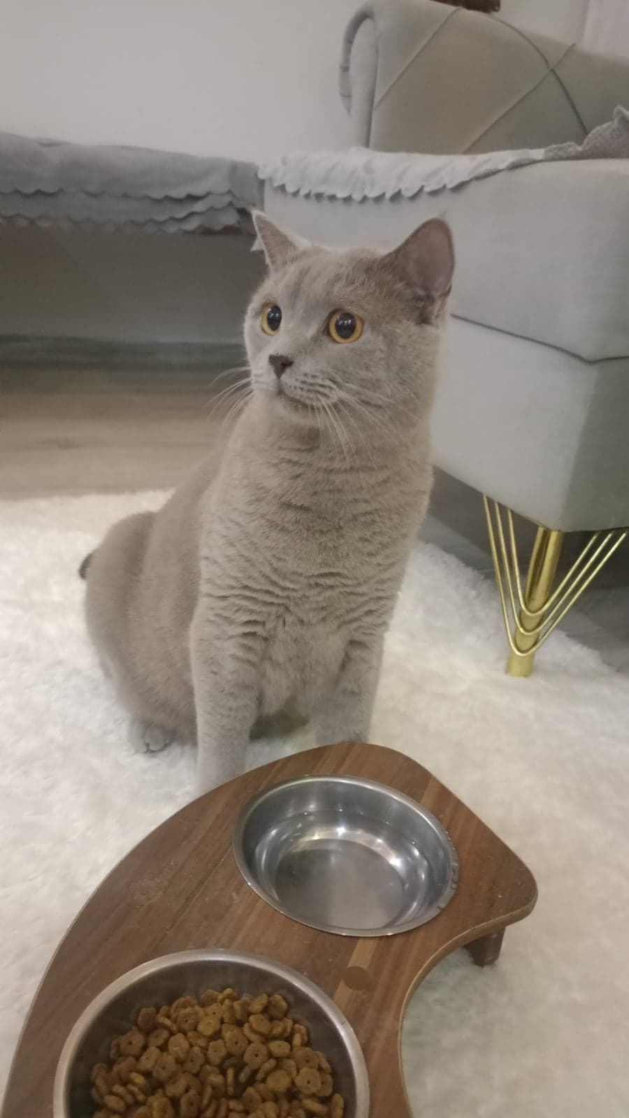 Behlül British Shorthair Kedi, Antalya