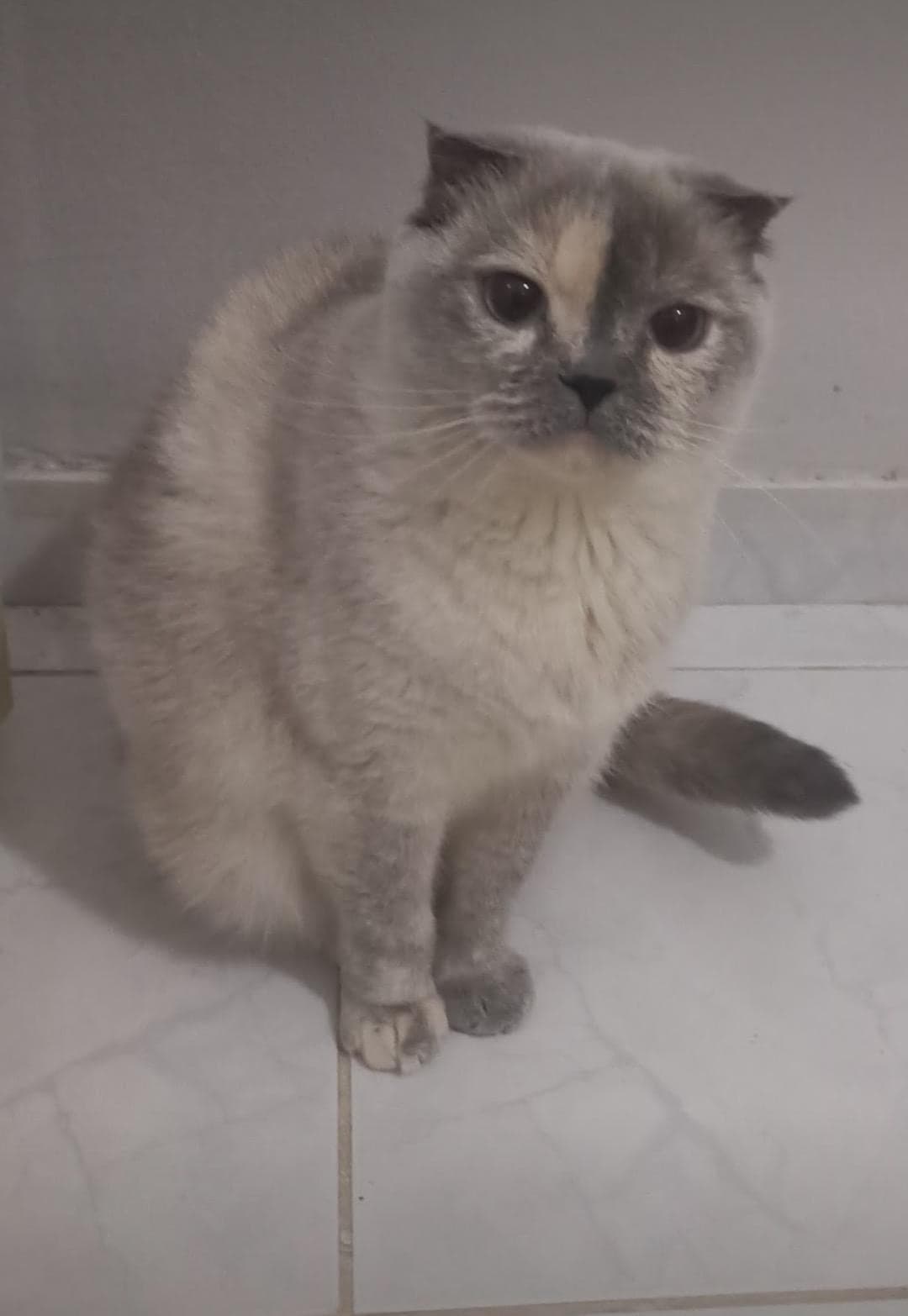 Nefes Scottish Fold Kedi, Antalya