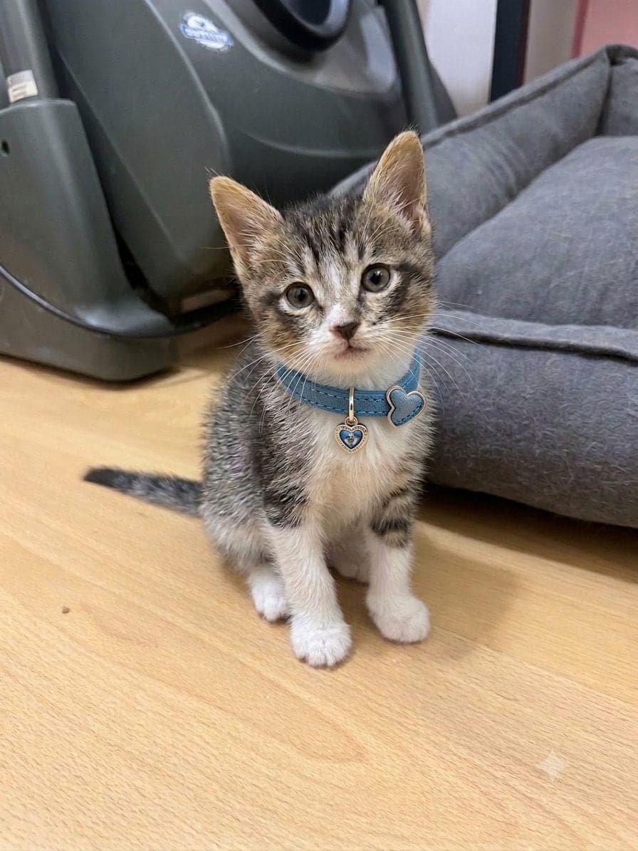 Bal Tekir Kedi, Antalya