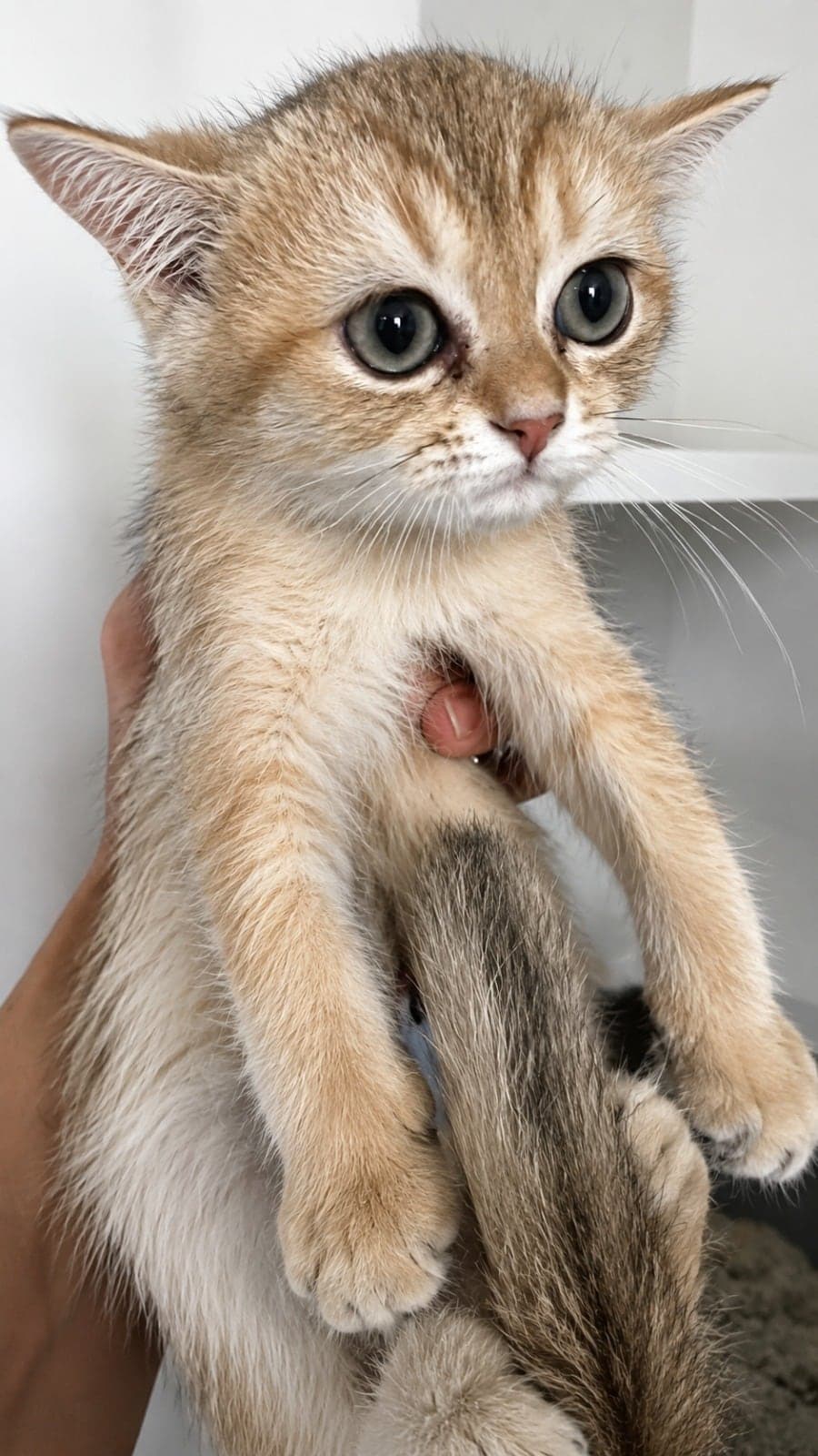 Leon British Shorthair Kedi, Antalya