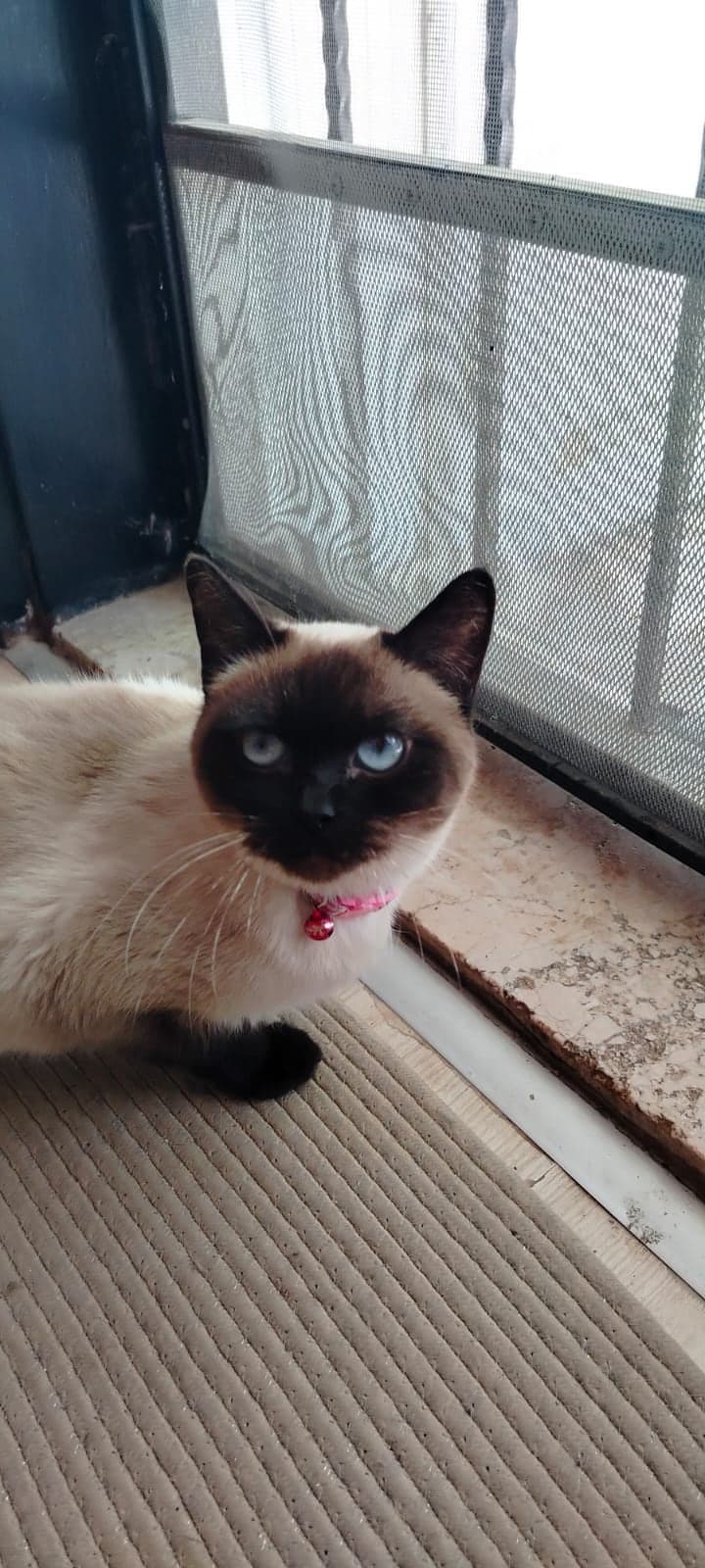 Amber Siyam Kedisi Kedi, Antalya